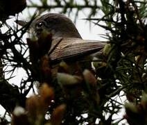 Common Whitethroat