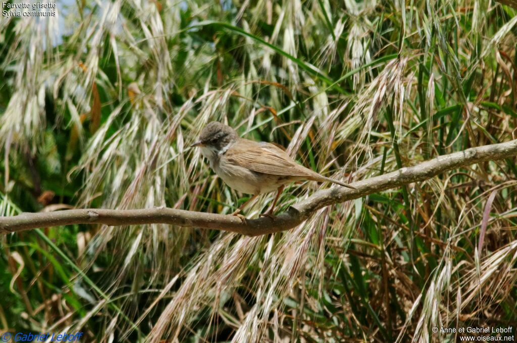 Common Whitethroat