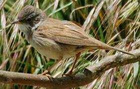 Common Whitethroat