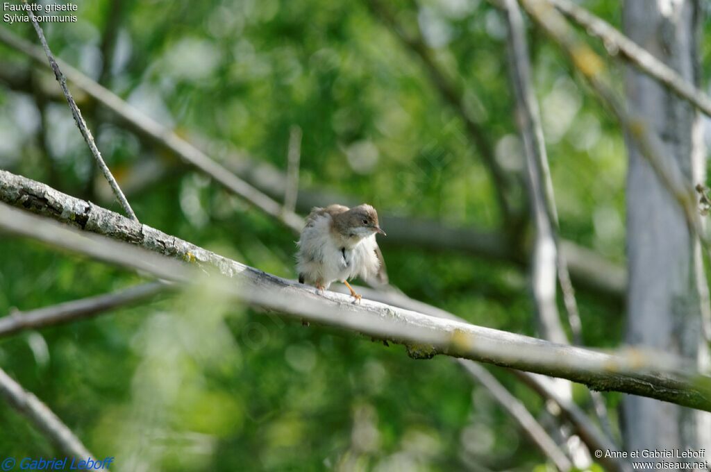 Common Whitethroat