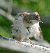 Common Whitethroat