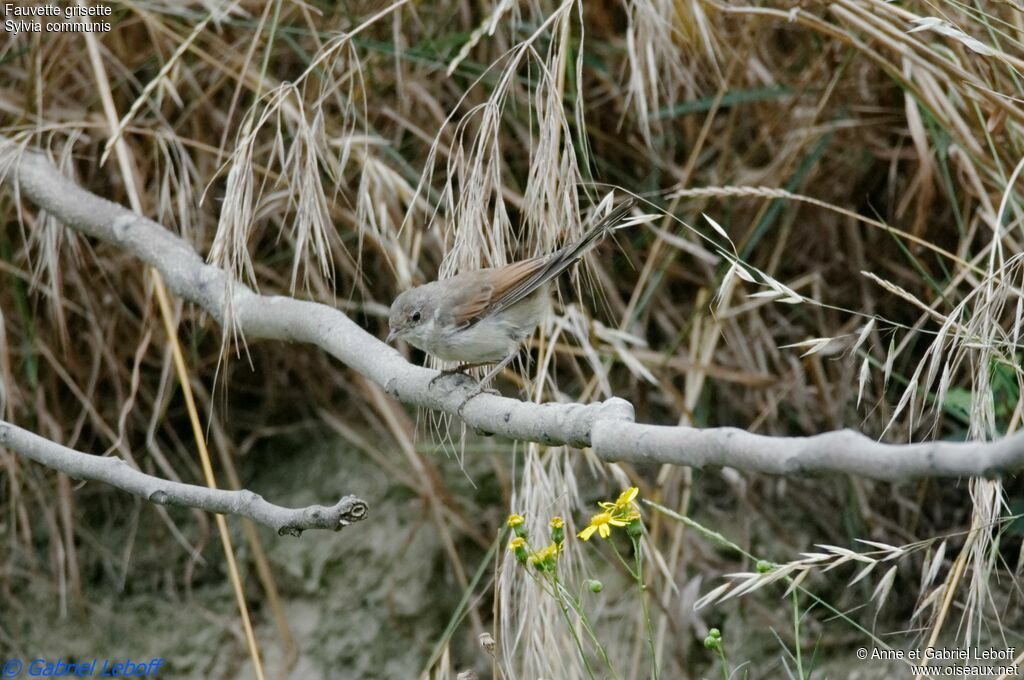 Fauvette grisette