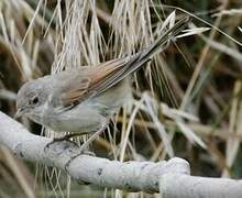 Common Whitethroat