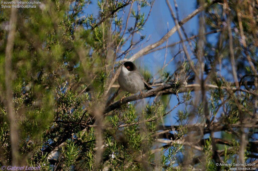 Sardinian Warbler