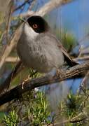 Sardinian Warbler