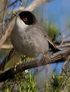 Sardinian Warbler