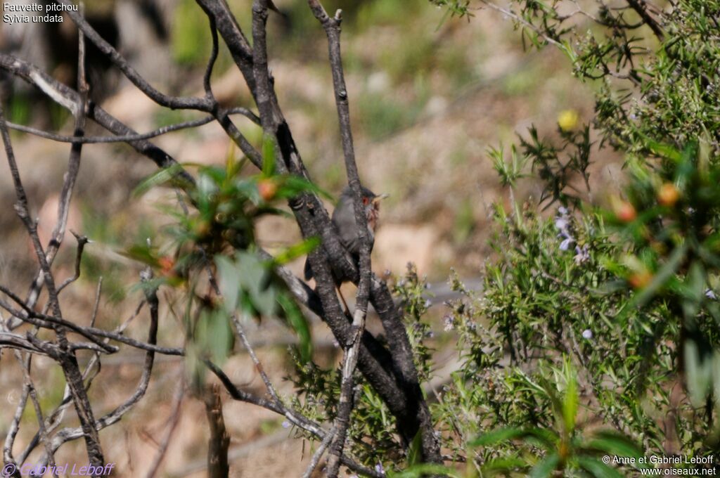 Dartford Warbler