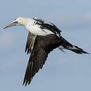 Northern Gannet