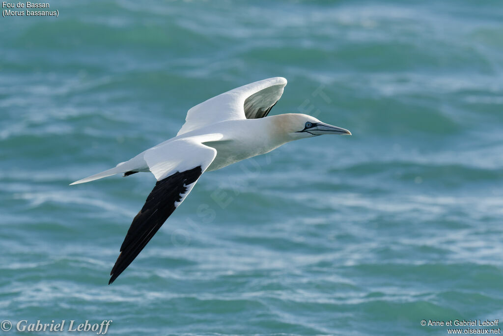 Northern Gannetadult