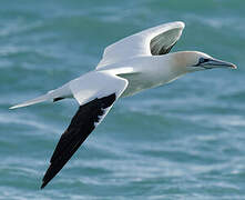 Northern Gannet