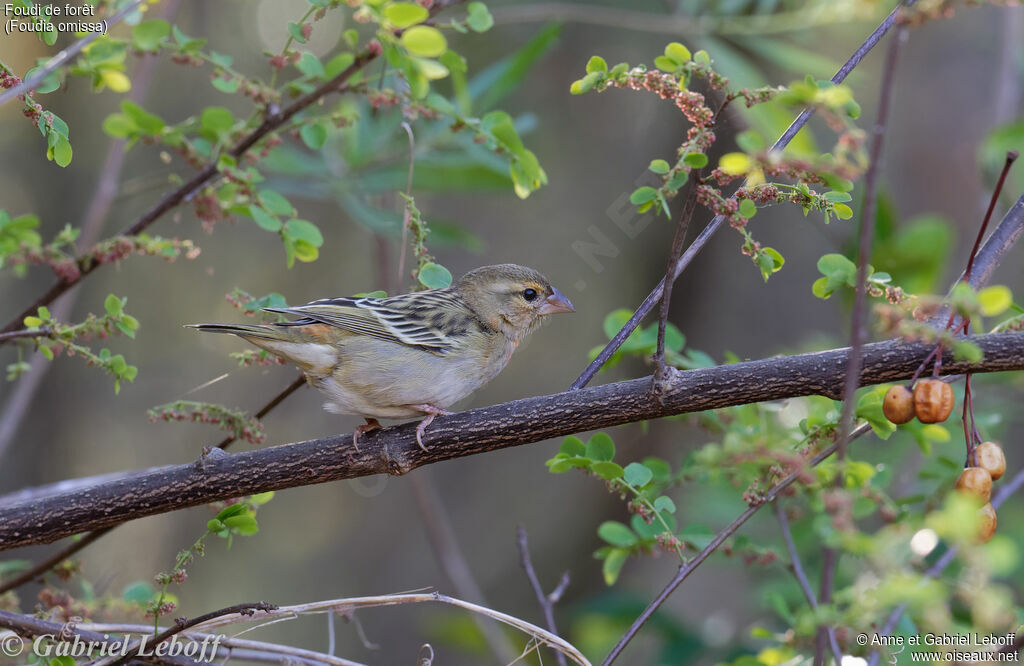 Foudi de forêt mâle immature