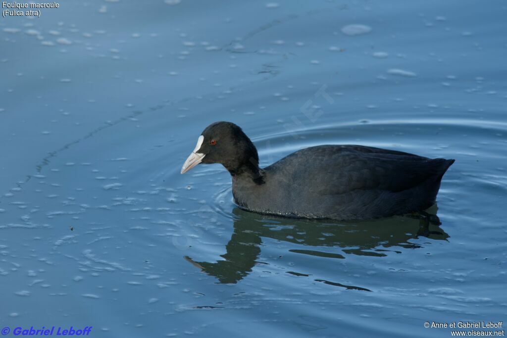 Eurasian Coot