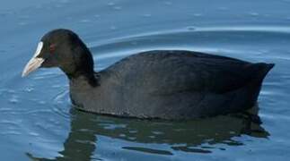 Eurasian Coot