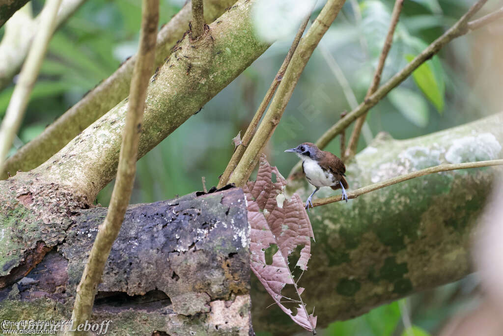 Bicolored Antbirdadult, habitat, pigmentation