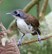 Bicolored Antbird