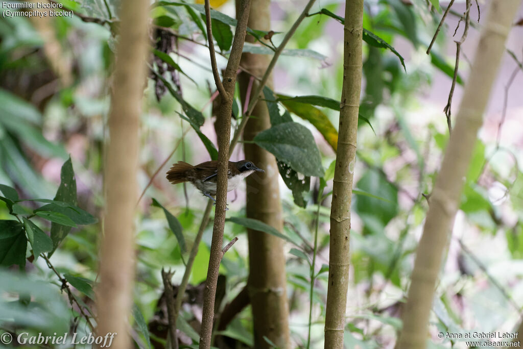 Bicolored Antbird