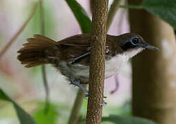 Bicolored Antbird