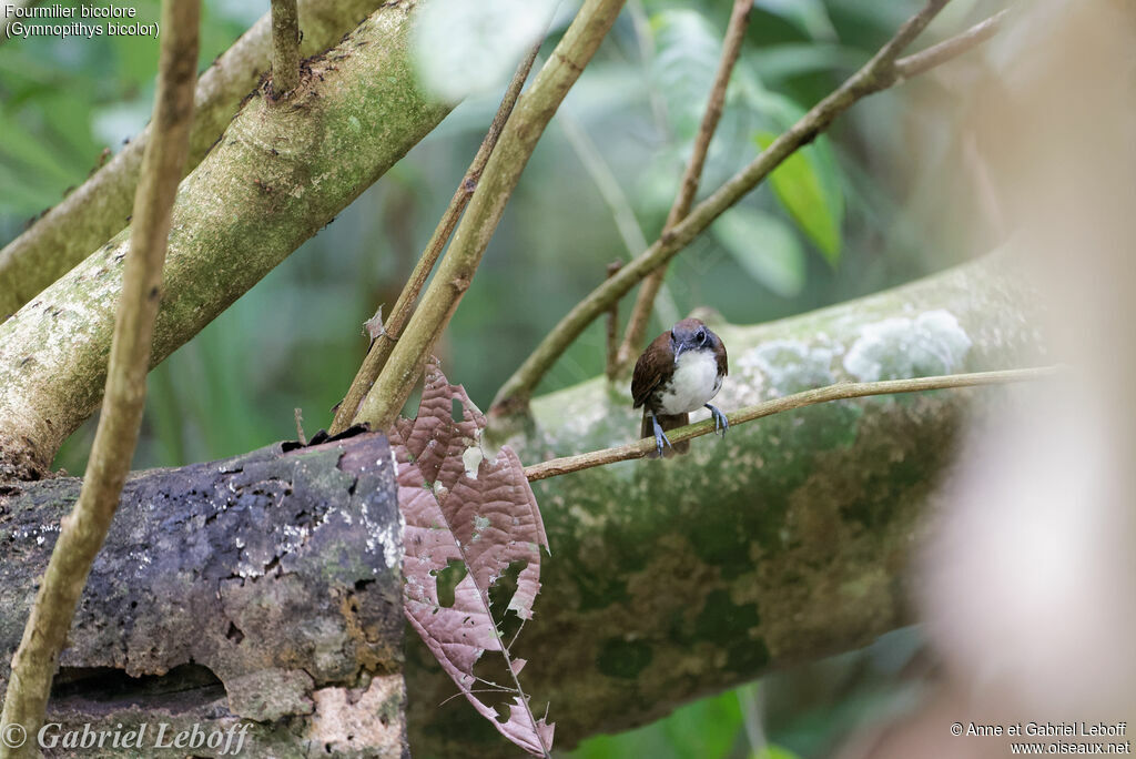 Bicolored Antbird