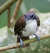 Bicolored Antbird