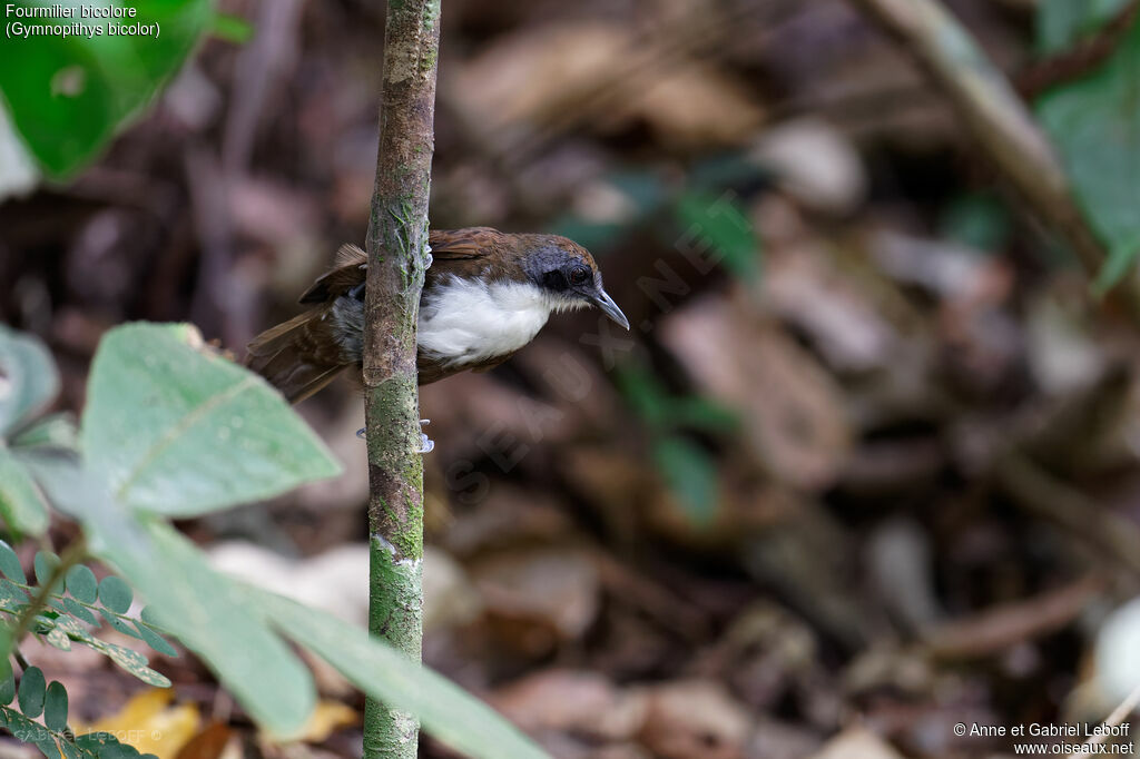 Bicolored Antbird