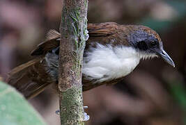 Bicolored Antbird