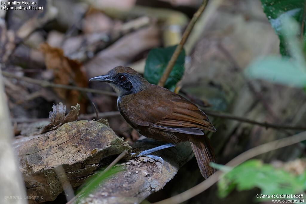 Bicolored Antbird