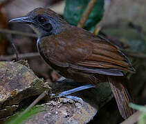 Bicolored Antbird