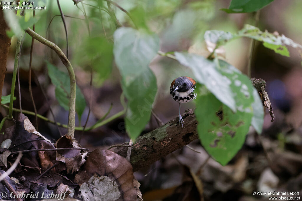 Spotted Antbird male adult