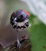 Spotted Antbird