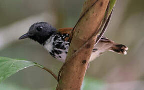 Spotted Antbird