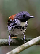 Spotted Antbird