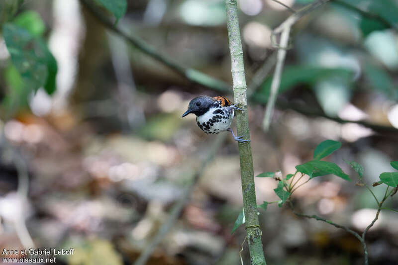 Spotted Antbird, habitat, pigmentation, Behaviour