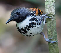 Spotted Antbird