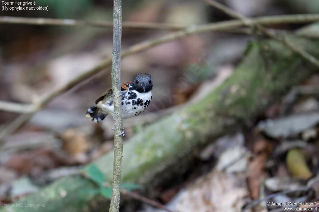 Spotted Antbird