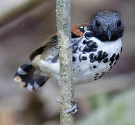 Spotted Antbird