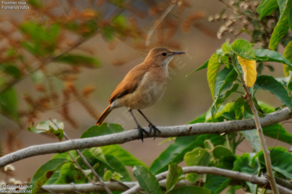 Rufous Hornero