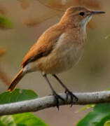 Rufous Hornero