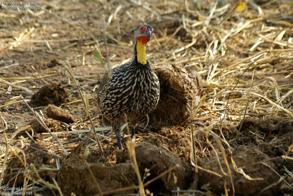 Yellow-necked Spurfowl