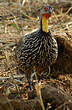 Francolin à cou jaune