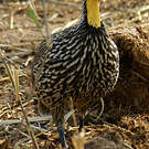 Francolin à cou jaune