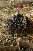 Francolin à cou jaune