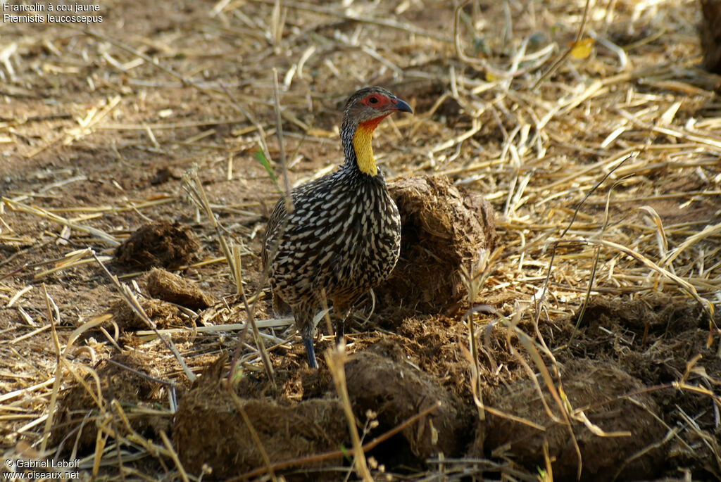 Francolin à cou jaune