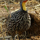 Francolin à cou jaune