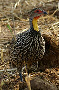 Francolin à cou jaune