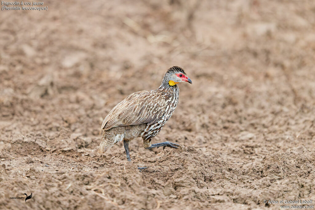 Francolin à cou jaune