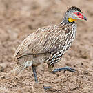 Francolin à cou jaune