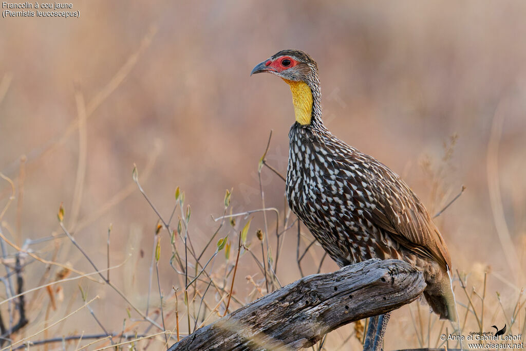 Francolin à cou jaune