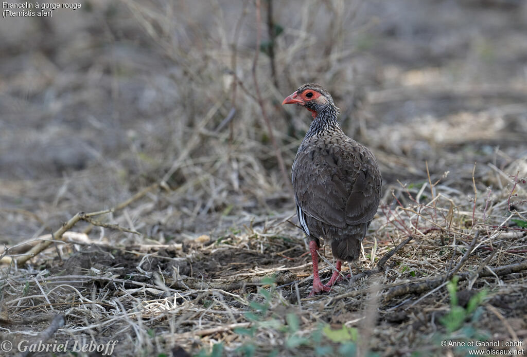 Red-necked Spurfowl