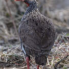 Francolin à gorge rouge
