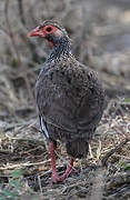 Red-necked Spurfowl